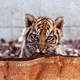 Illustration for article titled ZOMG BABY CHEETAHS AND BABY TIGER NEWS!!!